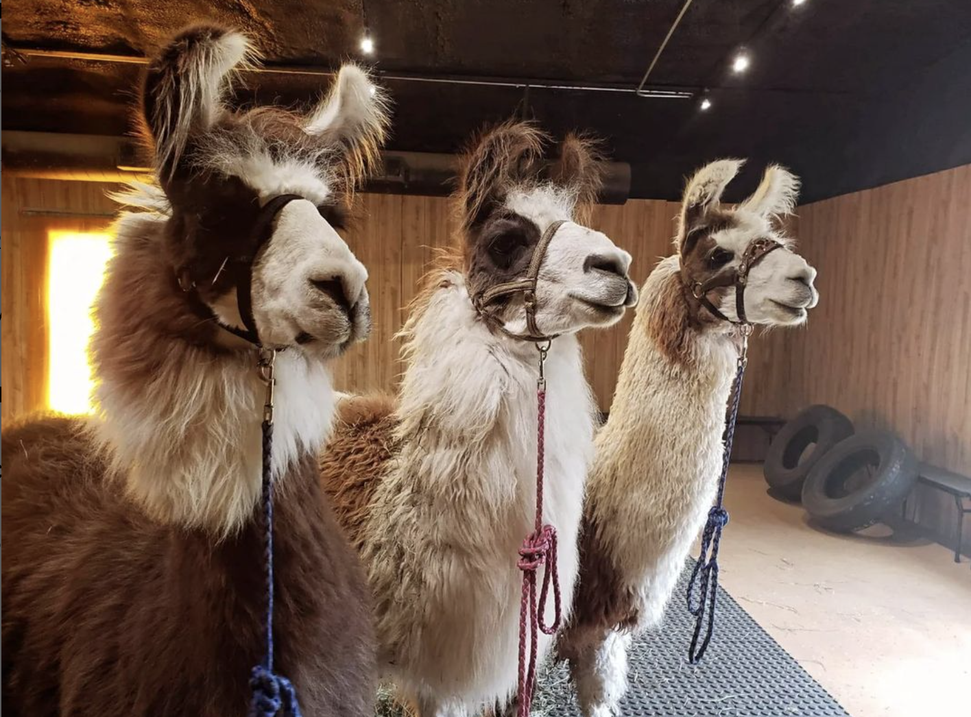 Royal Llama Encounter near Dallas | Royse City | Texas | Giftory