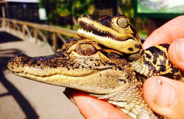 everglades boat.jpeg