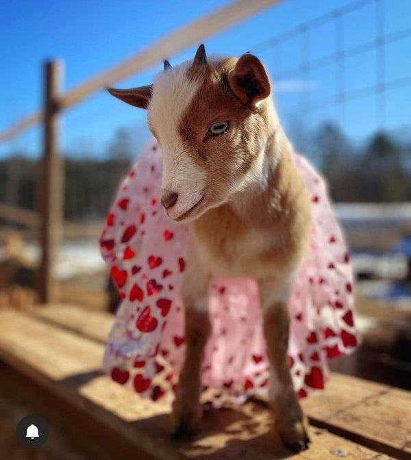 kids holding goat.jpeg
