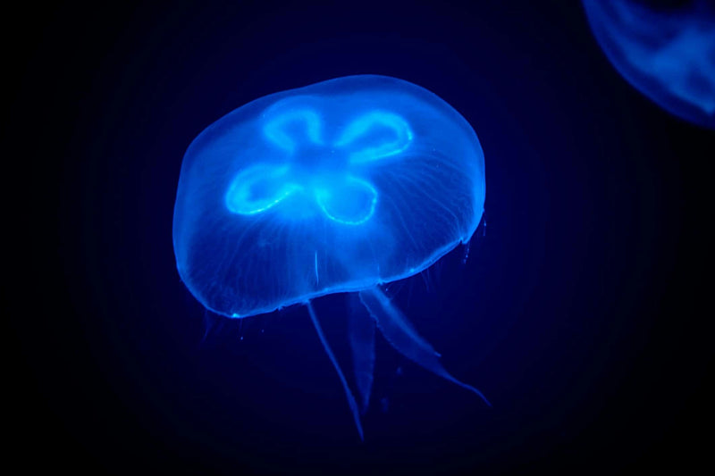 bioluminescent-jellyfish-jpeg
