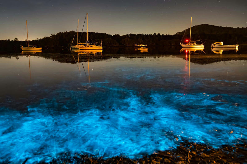 bioluminescent-lake-jpeg
