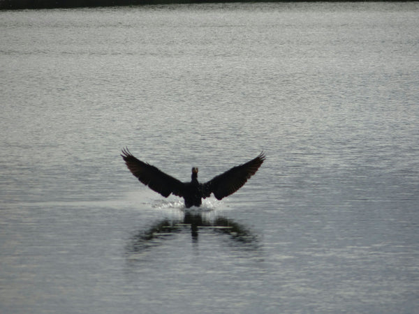 Destrehan Plantation + Small Airboat Swamp Tour.png