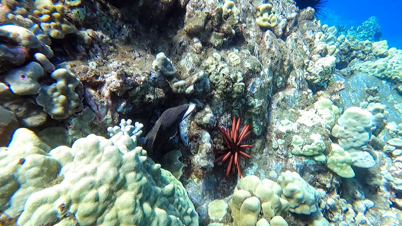 coral-reef-with-urchins