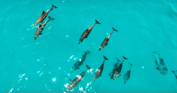 Dip & Sip Afternoon Snorkel group.webp