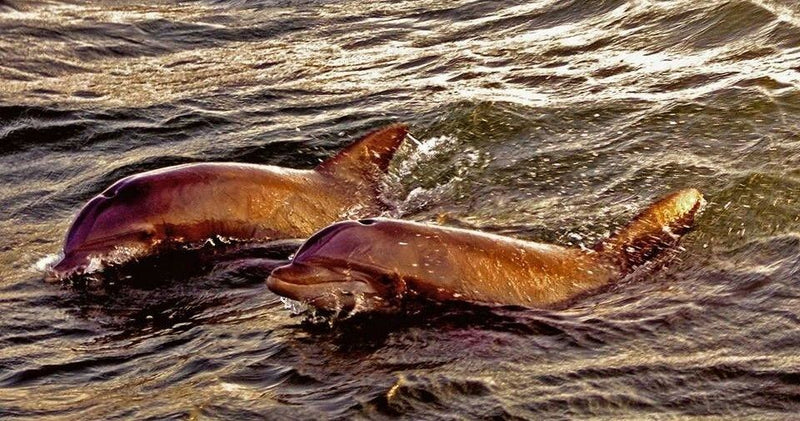 dolphins-in-golden-light-jpg
