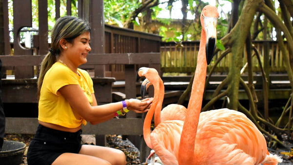 feeding Flamingo.jpg
