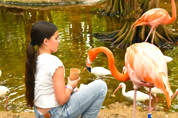 feeding Flamingo.jpg