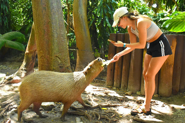 feeding capybara .jpg