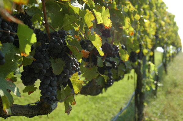 Williams Tour at winery.jpg