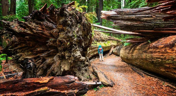 Winery grounds with gardens.jpg