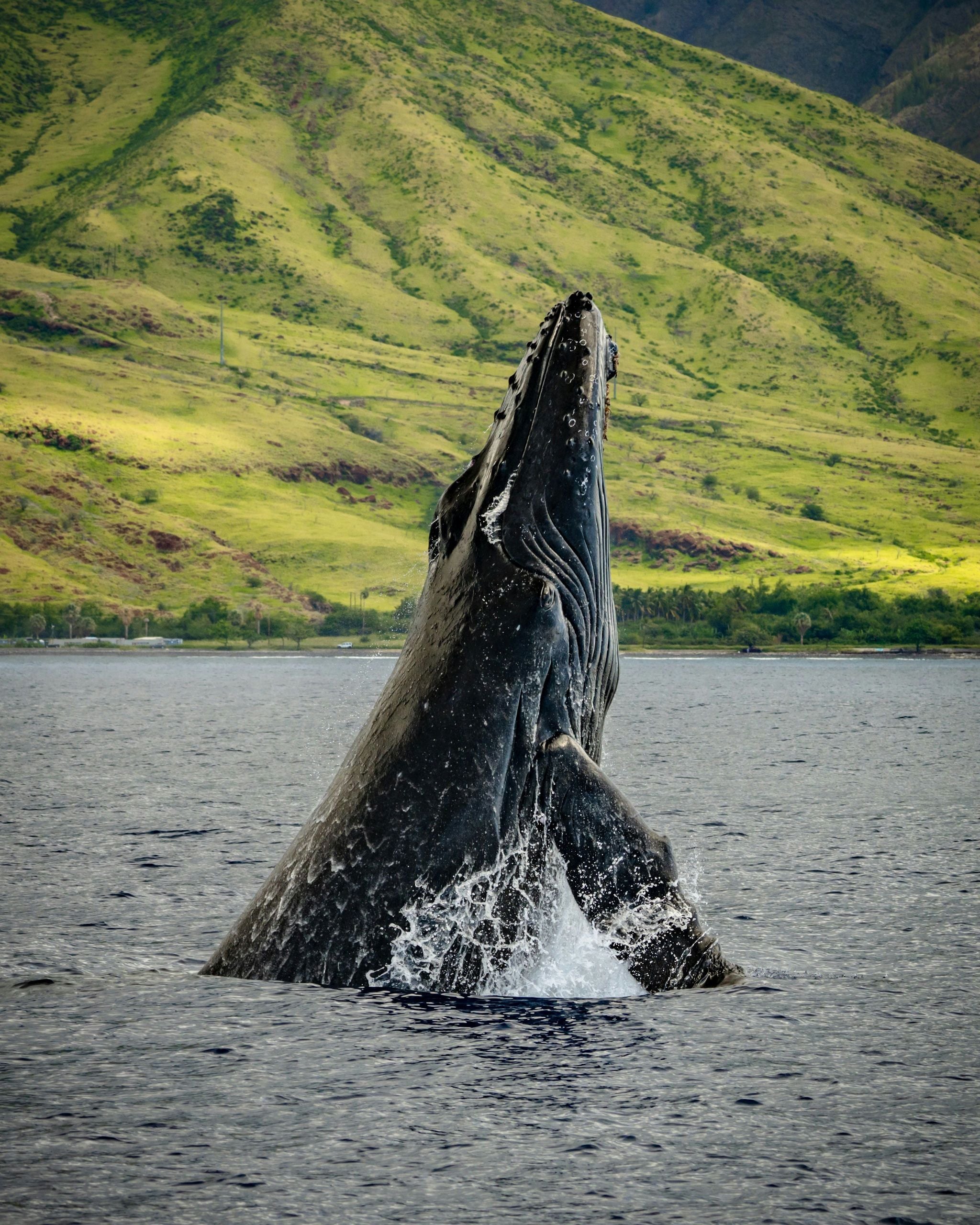 Maui Whale Watching Tour | Lahaina | Hawaii | Giftory