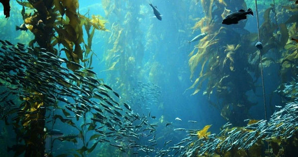 spearing in the ocean.jpg