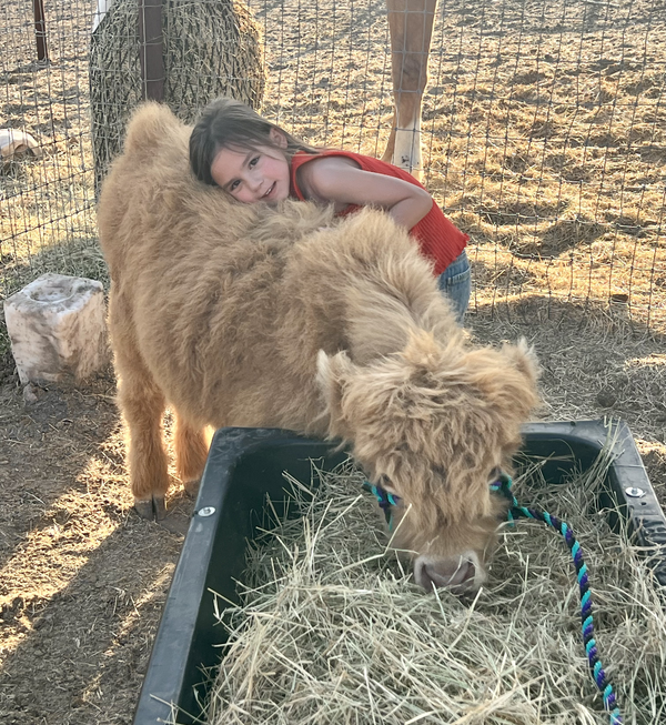 mother and child bonding with a calf