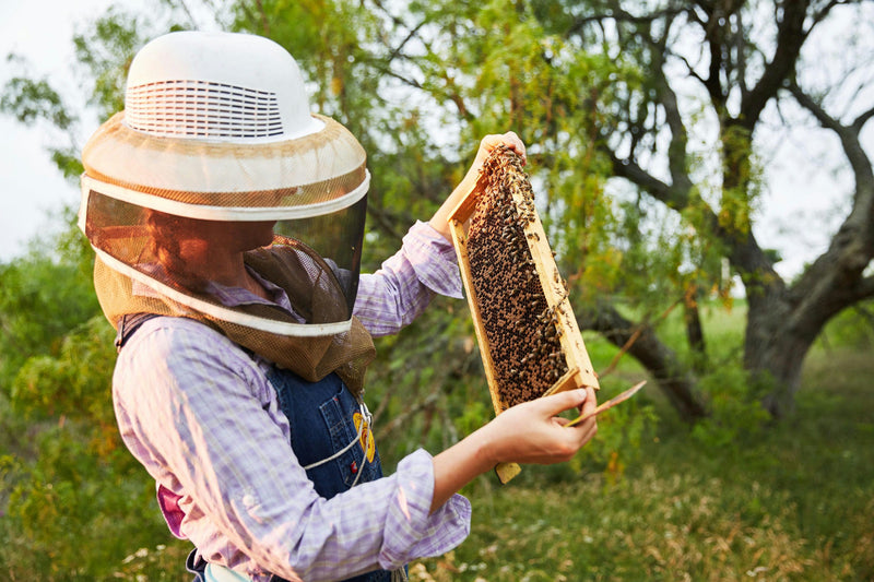 looking-at-bees-jpeg