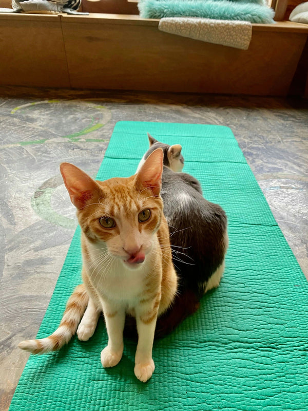 Meowga - Cat Yoga cat on back.jpg