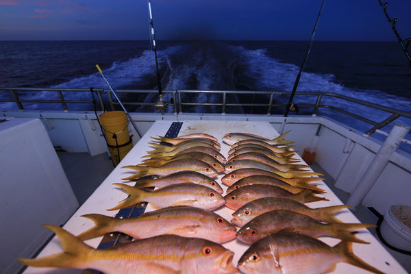 Night snapper fishing
