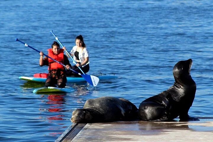 Paddle Board Sea Lions