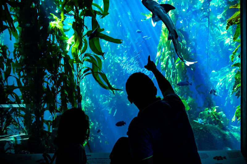 parent-and-child-in-aquarium