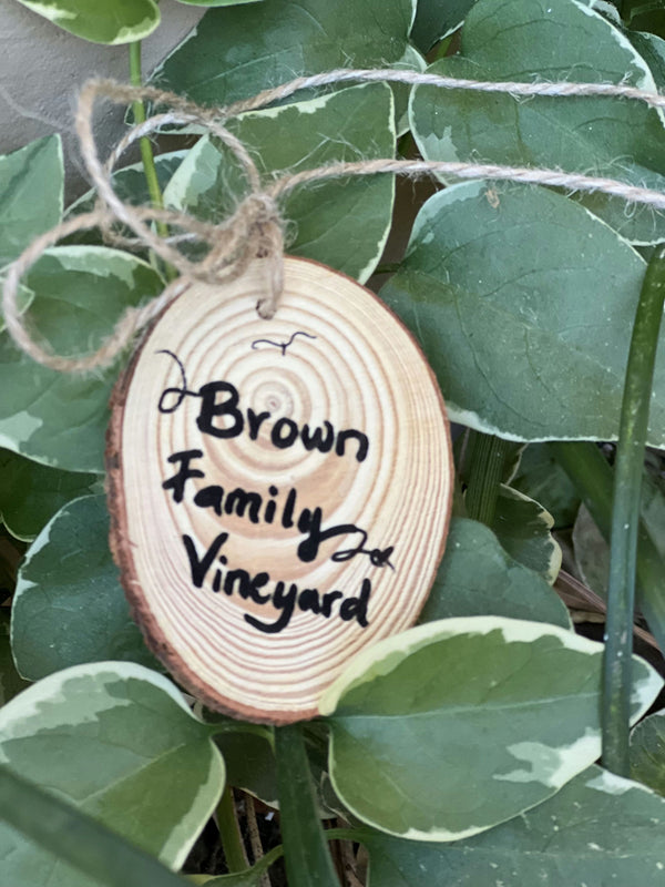 Vineyard in the sunshine