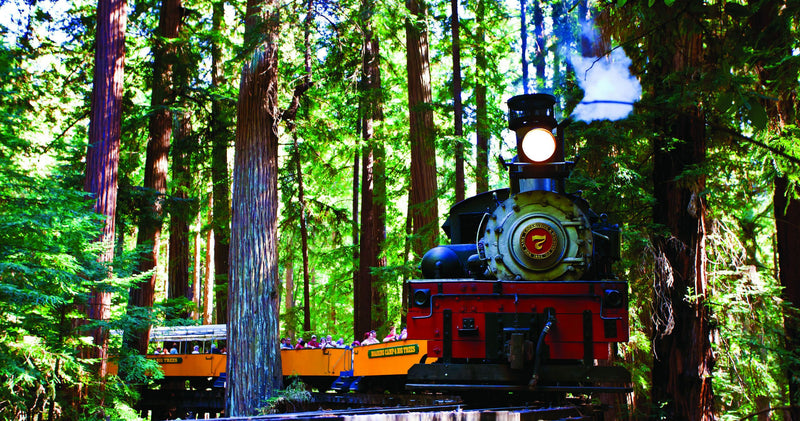 redwood-forest-train-jpeg