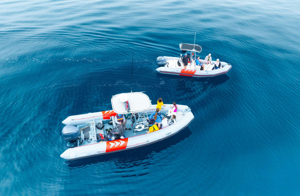 San Diego- Dolphin and Whale Watching Speedboat tour boat going towards whale in water.jpg