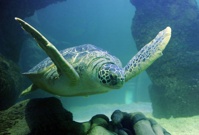 sealife-turtle-jpg