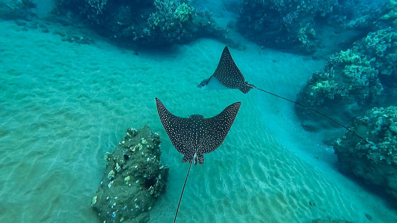 stingrays-in-ocean