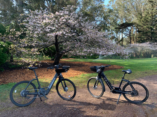 2 bikes with a cherry blossom tree