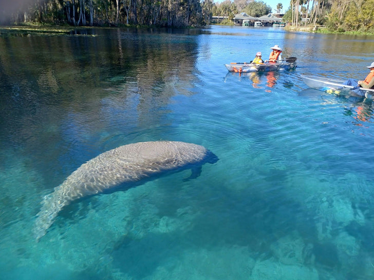 Manatees & Monkeys Clear Bottom Kayak Tour