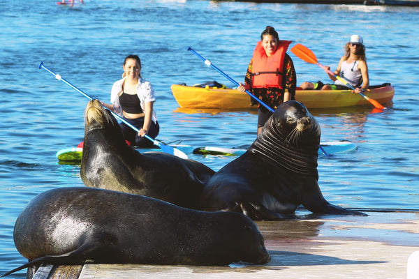 Kayak with Sea Lions