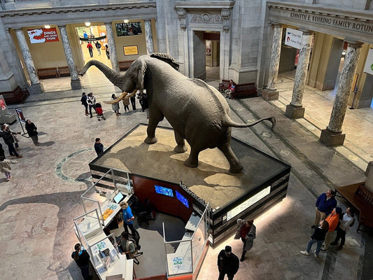 Smithsonian-Elephant.jpg