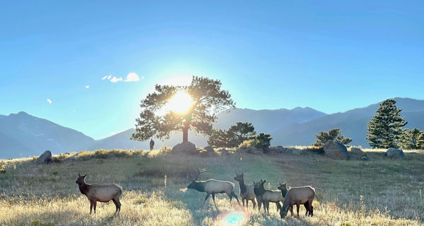 A Ruttin' Good Time animal group.jpg