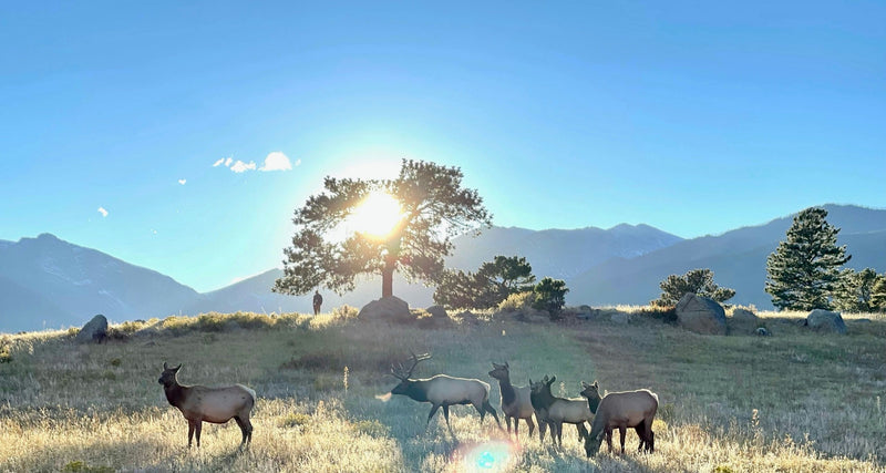 A Ruttin' Good Time animal group.jpg