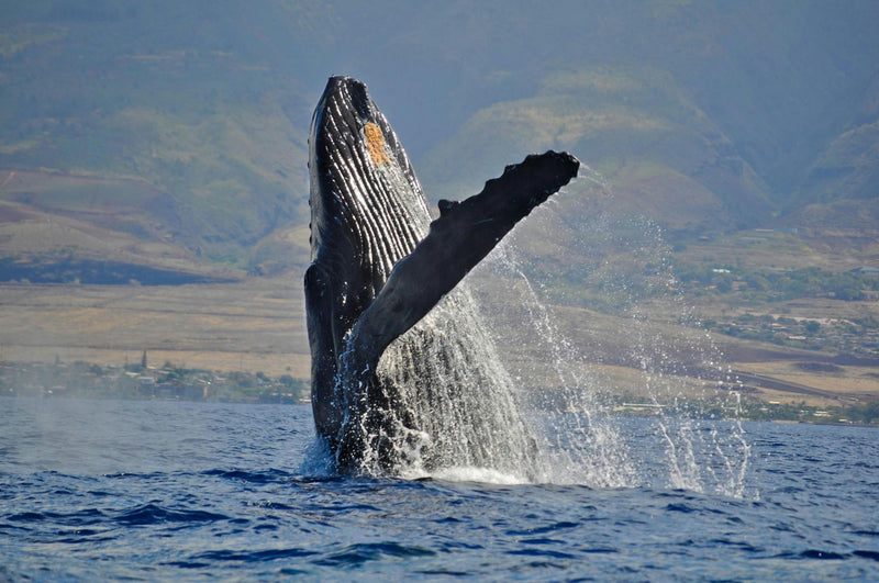 Afternoon Marine Adventure - whale.jpeg