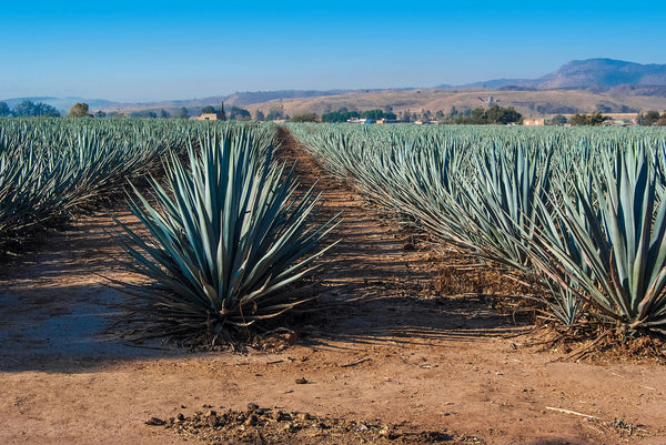 Los Angeles Tequila Tasting Workshop – Giftory