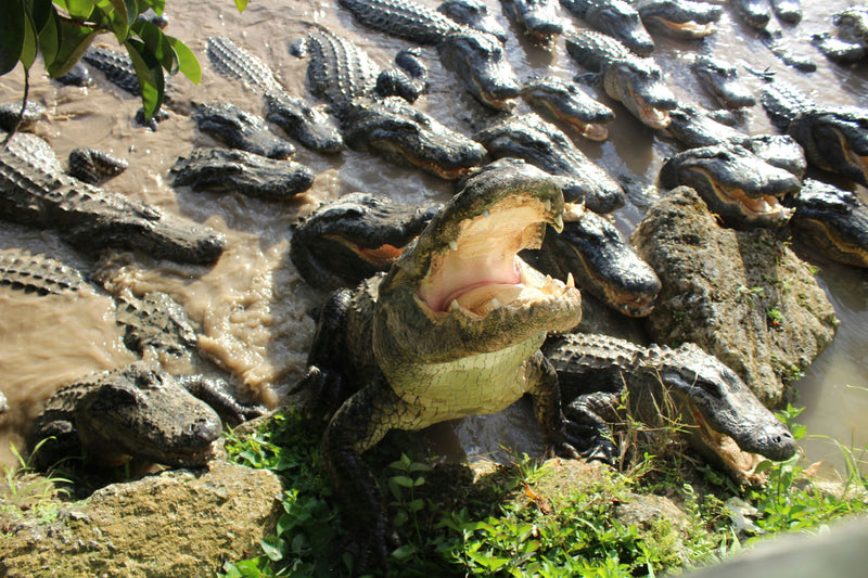 alligator-open-mouth