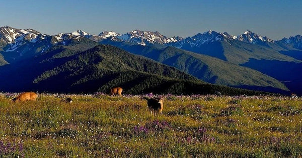 animals-in-field