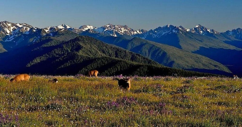 animals-in-field