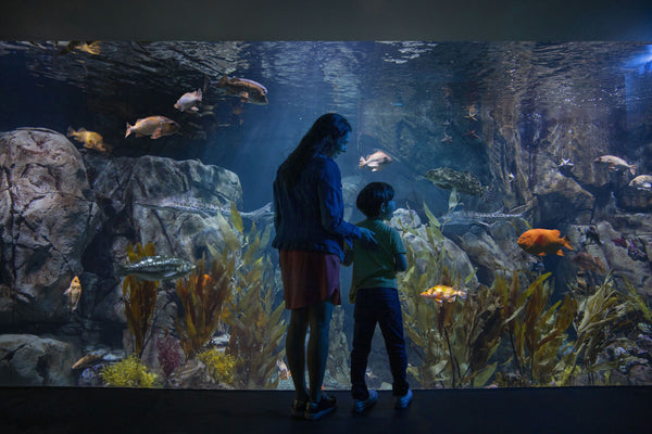 aquarium