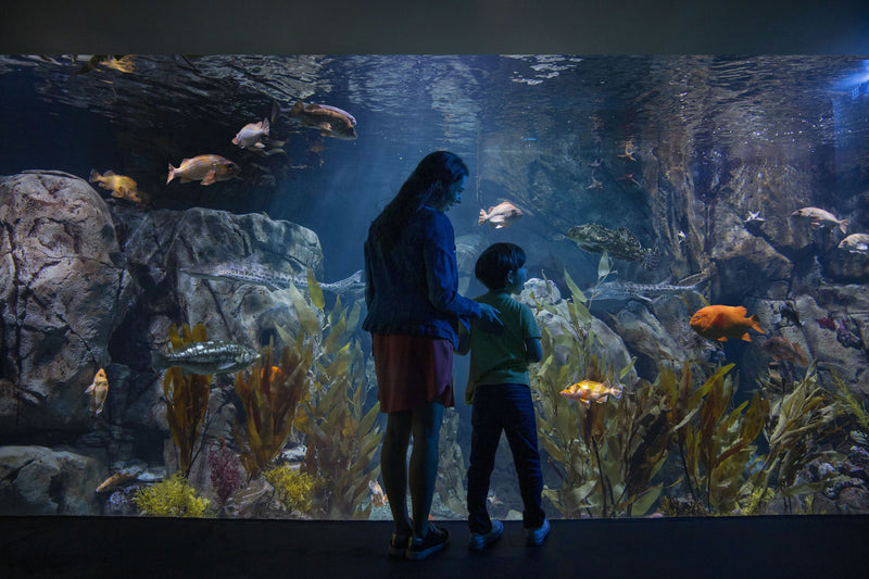 aquarium