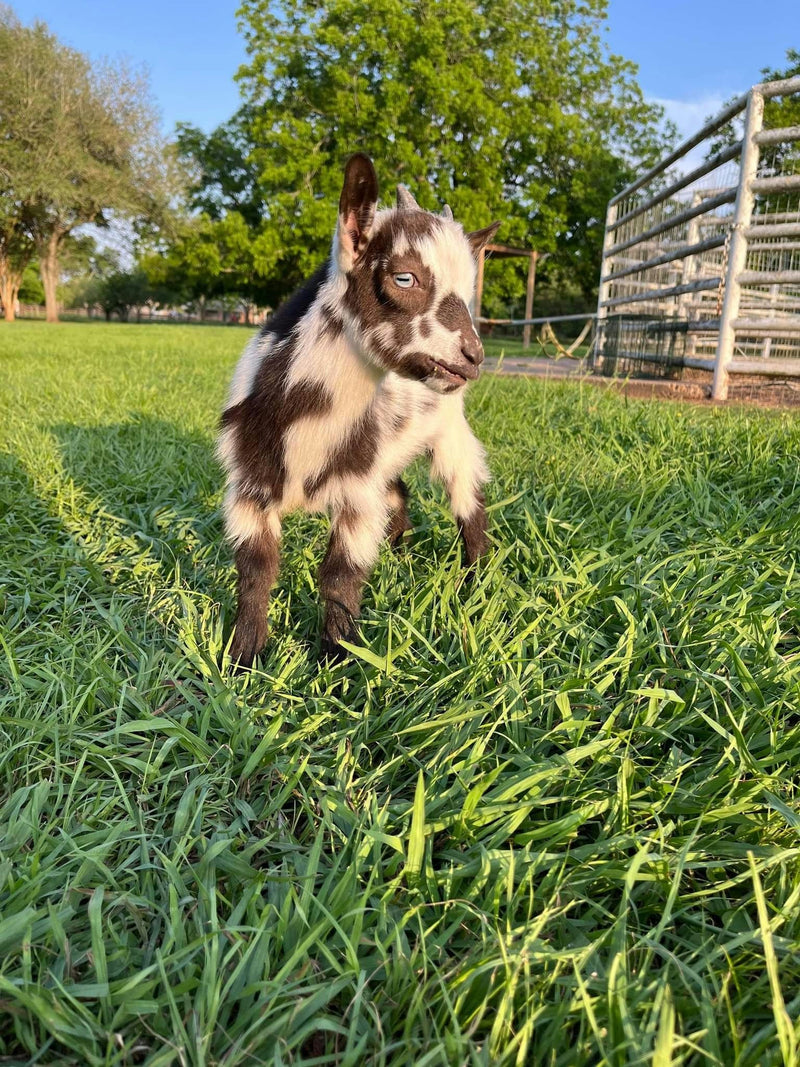 baby goat.jpeg
