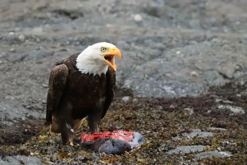 bald-eagle-webp