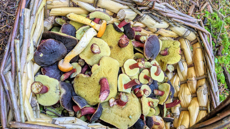 basket-of-mushrooms
