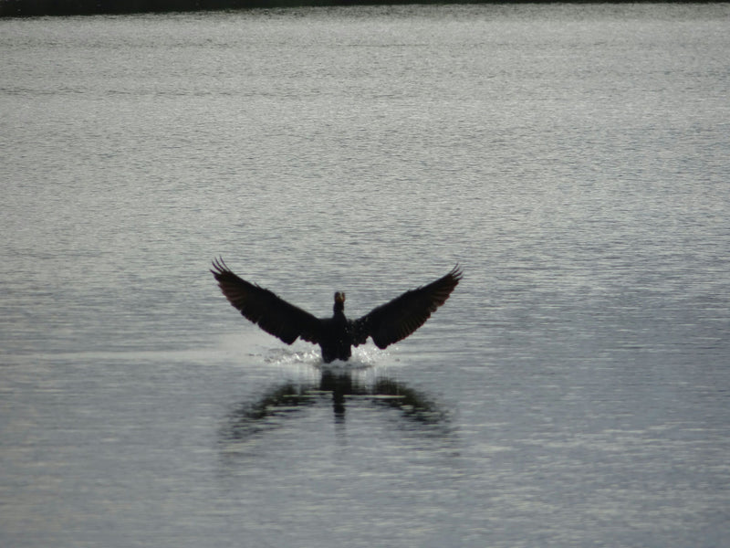 bird-flying-in-swamp