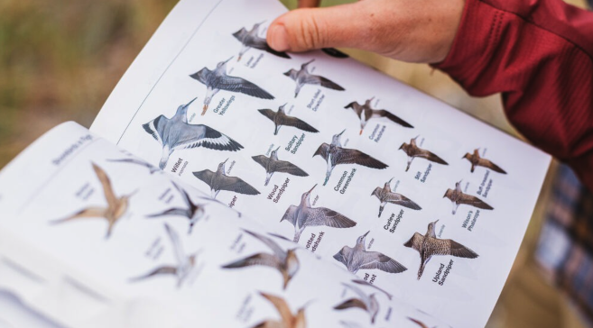 bird-guide-book