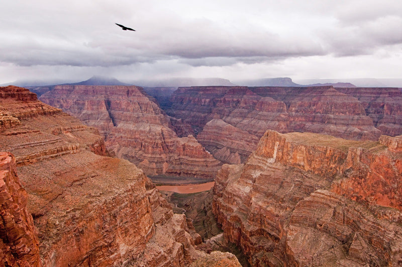 bird-over-canyon