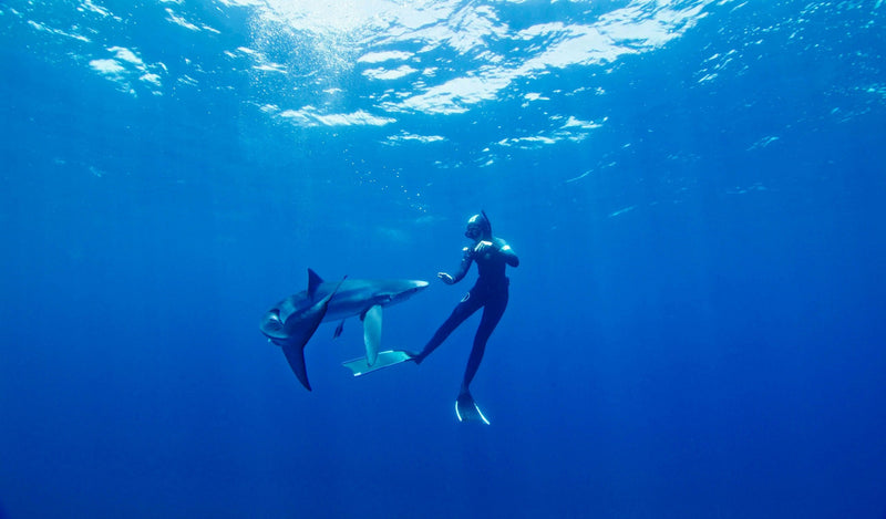 Blue and Mako Shark Offshore Expedition diving next to shark.jpg