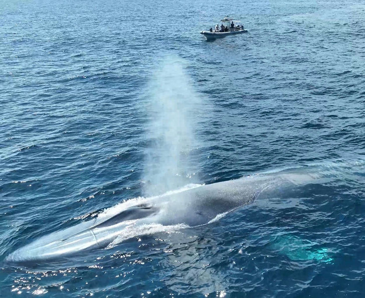Dolphin & Whale Watching Adventure