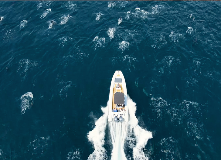 Exclusive Private Dolphin & Whale Adventure For Up To 6
