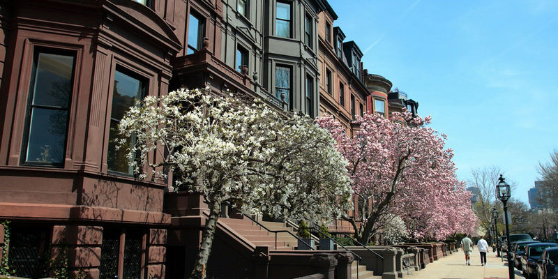 buildings-with-trees